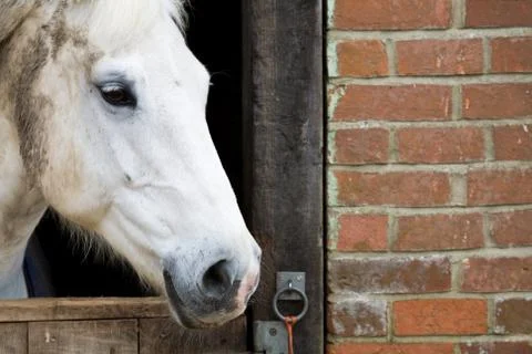 Horse in stable Stock Photos