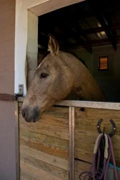 Horse, stable Stock Photos