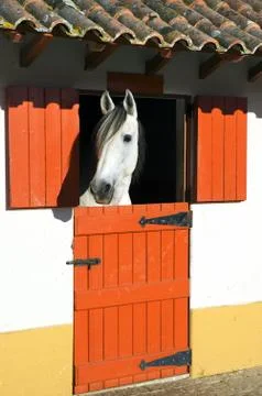 Horse in stable Stock Photos