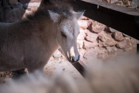 Horse in stable Stock Photos