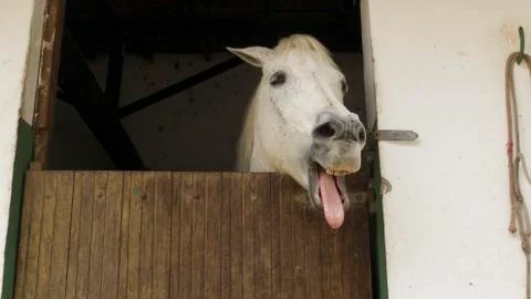 Horse at Stable. Stock Photos