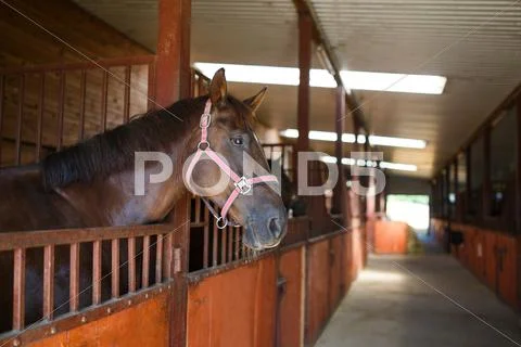 Horse in the stable Stock Photos