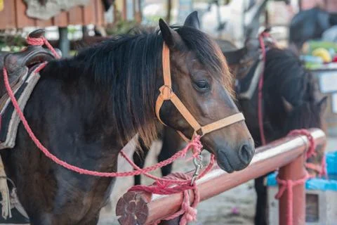 Horse in stable Stock Photos