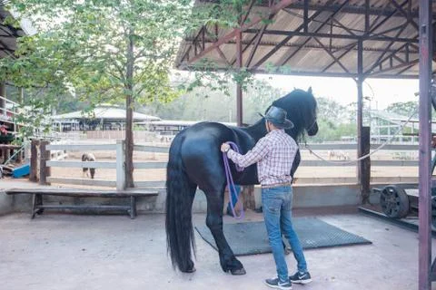 Horse in stable Stock Photos