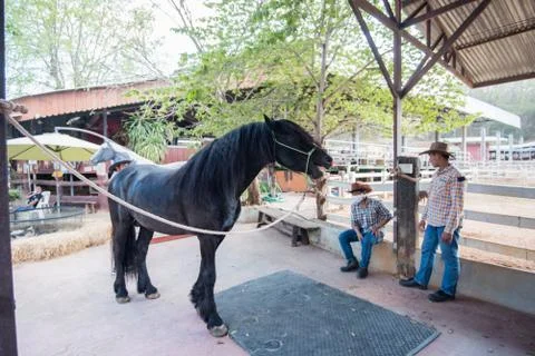 Horse in stable Stock Photos