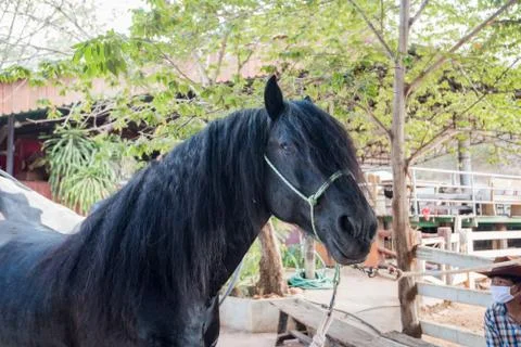 Horse in stable Stock Photos
