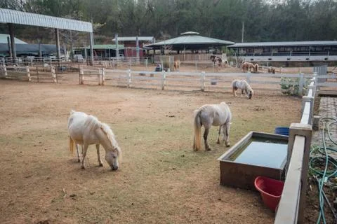 Horse in stable Stock Photos