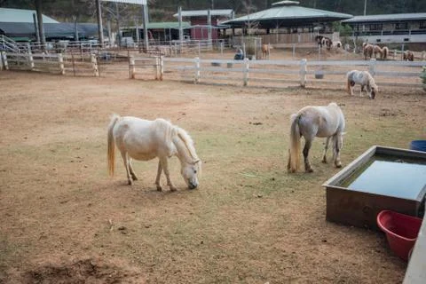 Horse in stable Stock Photos