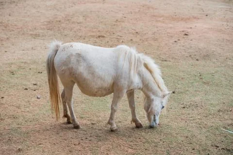 Horse in stable Stock Photos