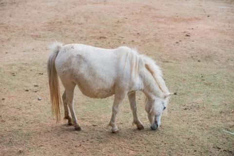 Horse in stable Stock Photos
