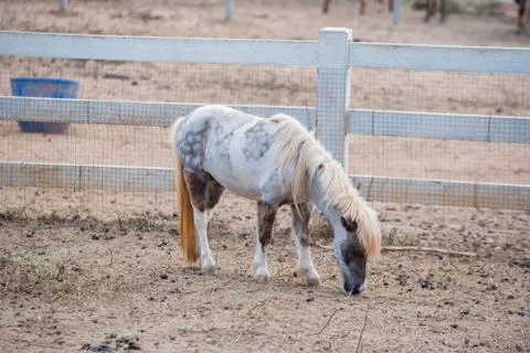 Horse in stable Stock Photos