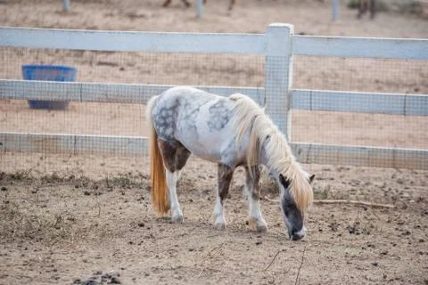 Horse in stable Stock Photos