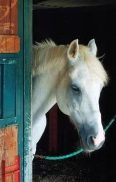 Horse in the stable Stock Photos