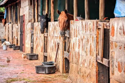 Horse stable Stock Photos