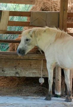 Horse in Stable Stock Photos