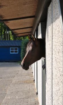 Horse in stable Stock-Fotos