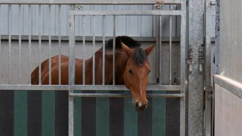 Horse in stable Stock-Fotos