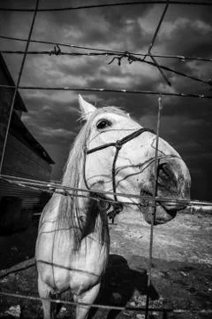 Horse in stable Stock Photos