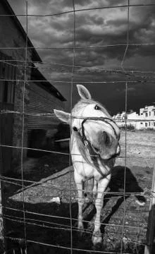 Horse in stable Stock Photos
