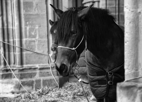 Horse in stable Stock Photos