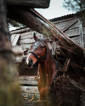 Horse in the stable Stock Photos