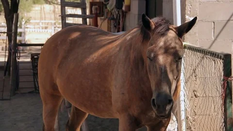 Horse in stable in ranch of Sonora Vídeos de archivo 81768506