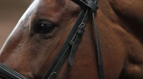 Horse stables. close-up Stock Footage 7905586
