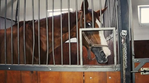 Horse in the stables Stock Footage 79491619