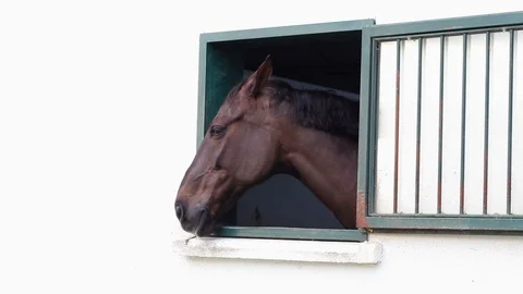 Horse in the stables Stock Footage 99934578