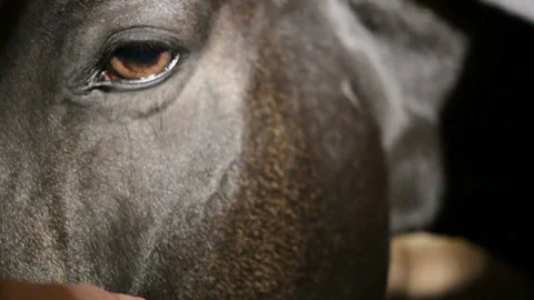 The horse is in the stall in the dark , on the background of the bars on the win Stock Footage 85992428