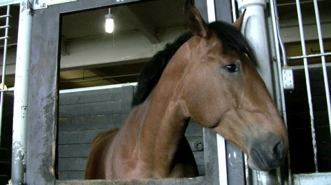 Horse in stall Stock Footage 405085