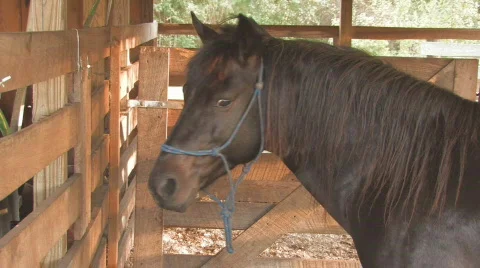 Horse in Stall Stock Footage 575004