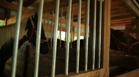 Horse in Stall Stock Footage 21466087