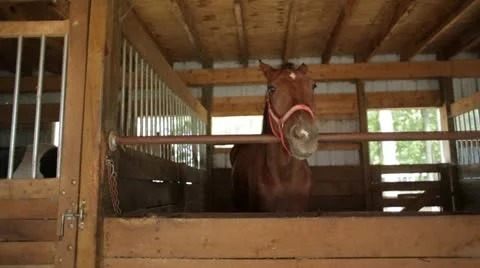 Horse in Stall Stock Footage 21780780
