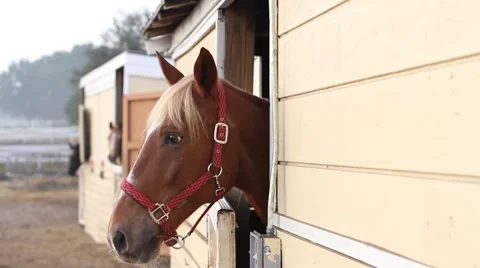 Horse in stall Video stock 40667815