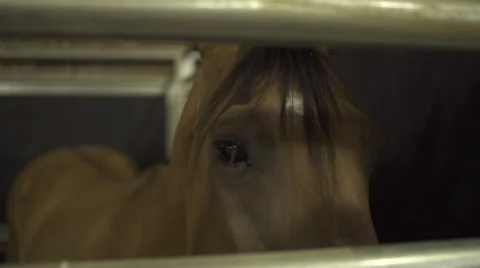 Horse in Stall Stock Footage 50192733