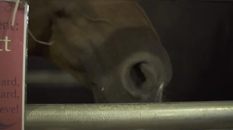 Horse in stall Stock Footage 50192804