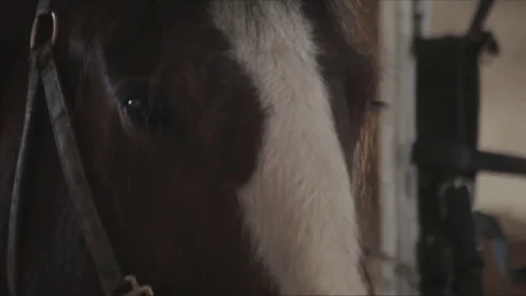 The horse is in the stall Stock Footage 74453734