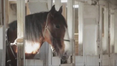 The horse is in the stall Stock Footage 74453755