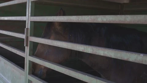 Horse in stall Stock Footage 199128206