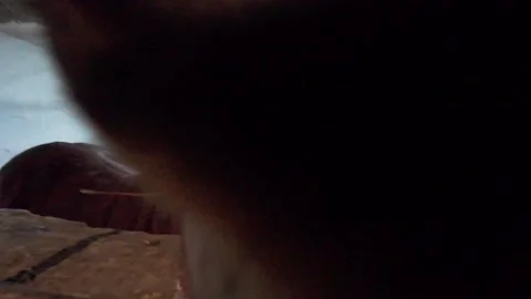 The horse is in the stall. Stock Footage 261283202