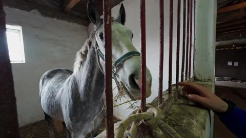 The horse is in the stall. Stock Footage 261283239