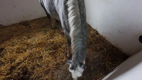The horse is in the stall. Stock Footage 261283403