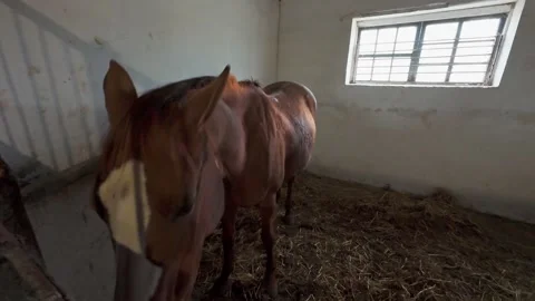 The horse is in the stall. Stock Footage 261285665