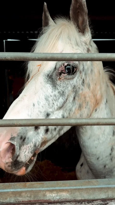 A horse in a stall at a racetrack Видео 338133326