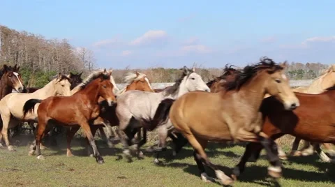 Horse Stampede Stock Footage