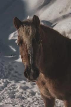 Horse standing alone in a wintry background Stock Photos