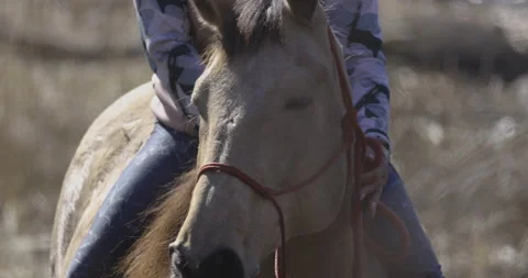 The horse is standing and watching, 4K slomo Stock Footage 194040726
