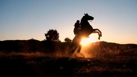 Horse standing on the back legs against the sun. Zorro style Stock Footage