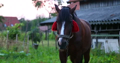 The horse is standing. Close-up. Stockbeeldmateriaal 53368205
